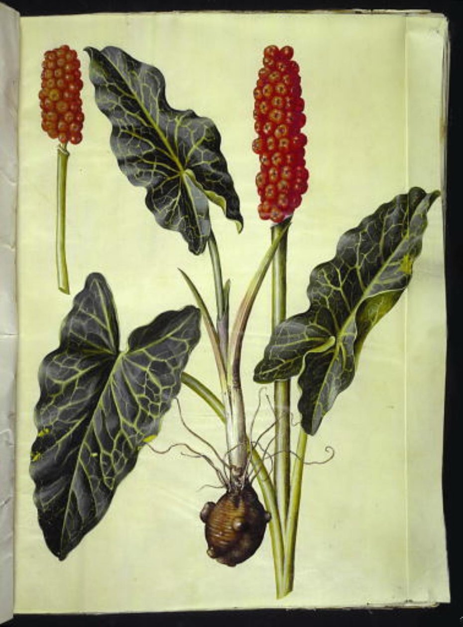 Arum italicum (italyan arum) by Hans Simon Holtzbecker