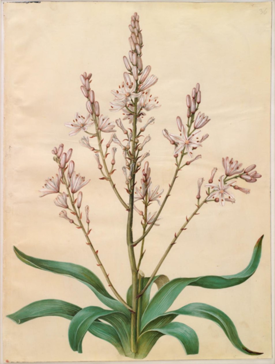 Asphodelus ramosus (afodil grenet) by Hans Simon Holtzbecker