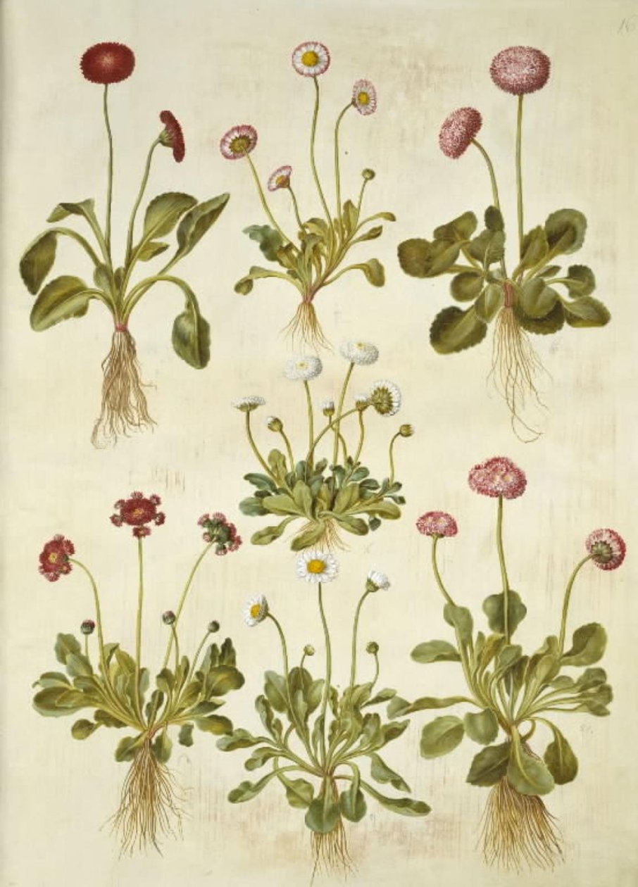 Bellis perennis (ortak papatya) by Hans Simon Holtzbecker