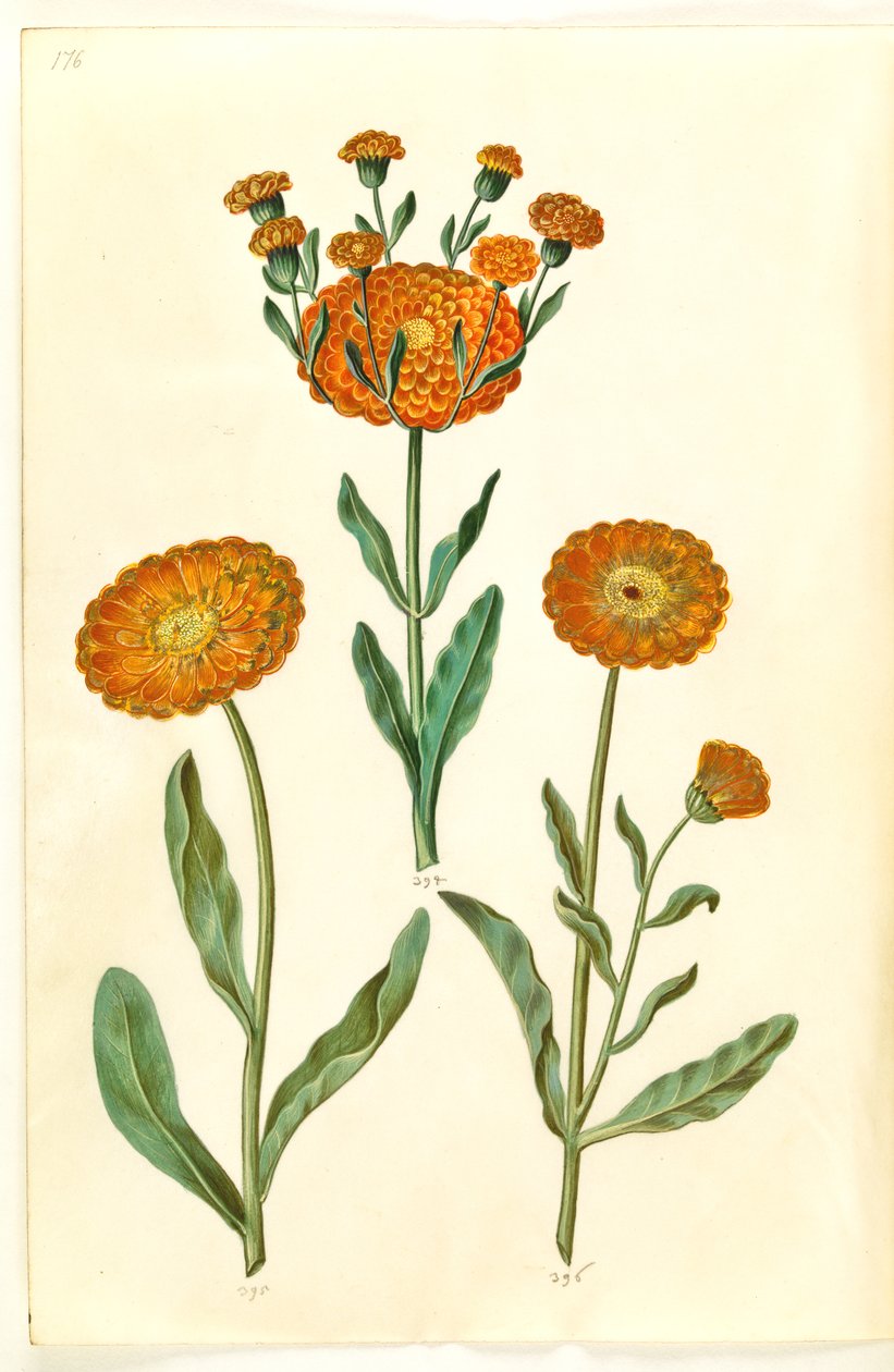 Calendula officinalis (sahip-morgenfruit) by Hans Simon Holtzbecker