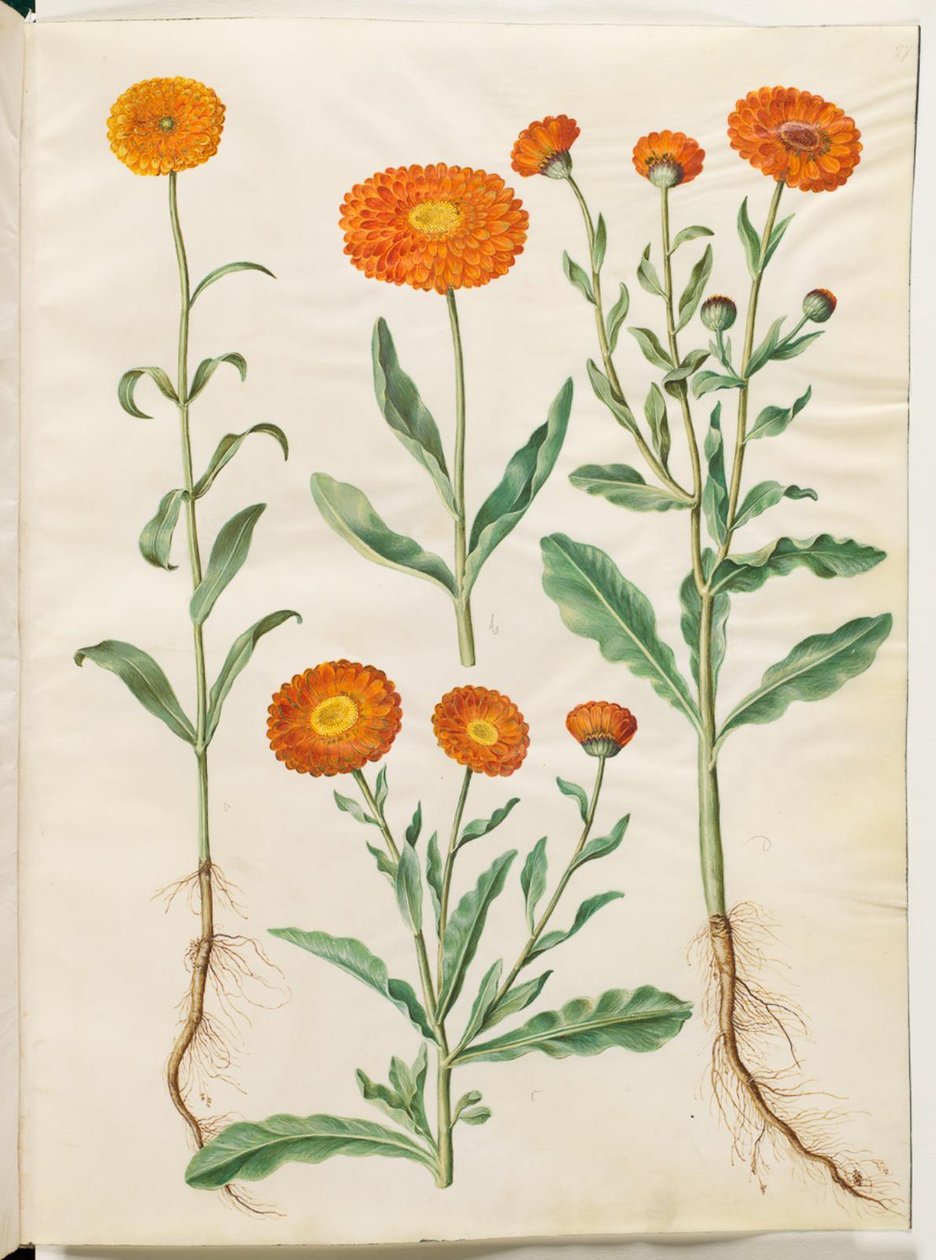 Calendula officinalis (sahip-morgenfruit) by Hans Simon Holtzbecker