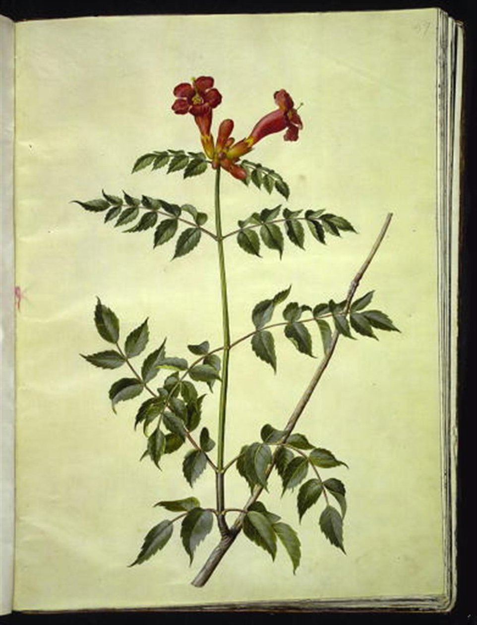Campsis radicans (ortak trompet çiçeği) by Hans Simon Holtzbecker