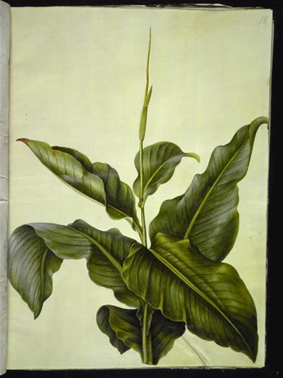 kanna (kanna) by Hans Simon Holtzbecker