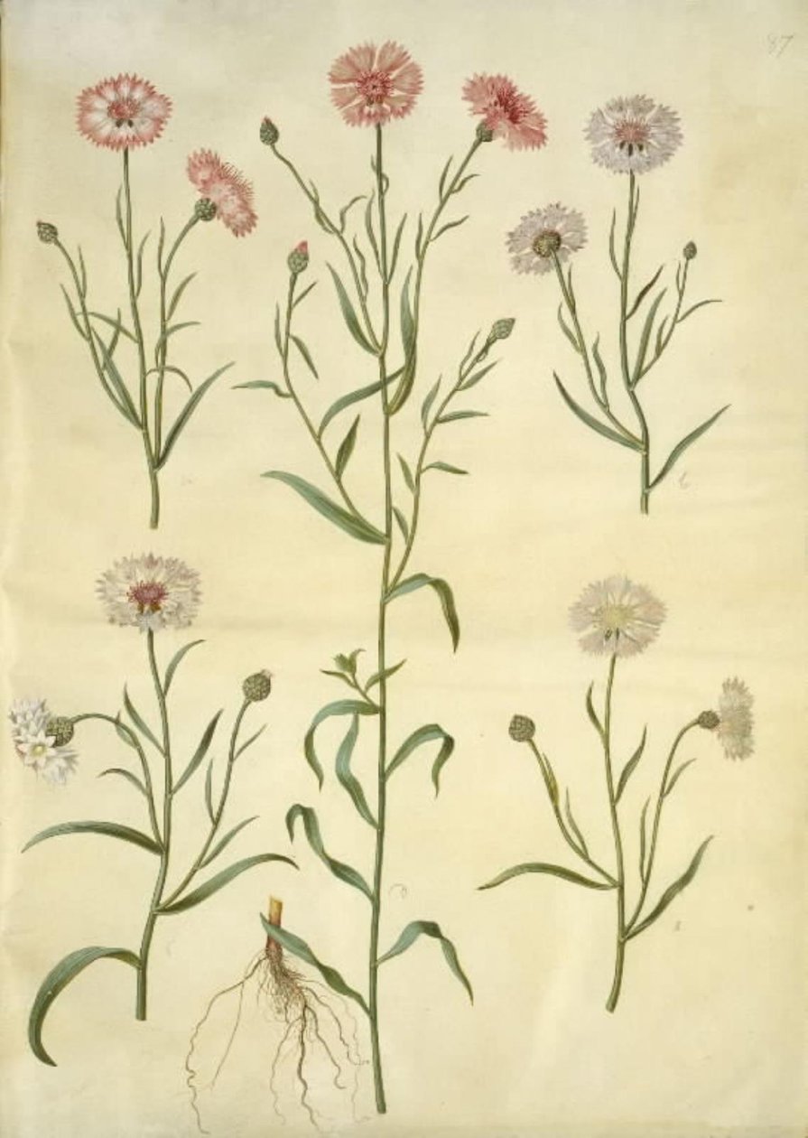 Centaurea cyanus (peygamber çiçeği) by Hans Simon Holtzbecker