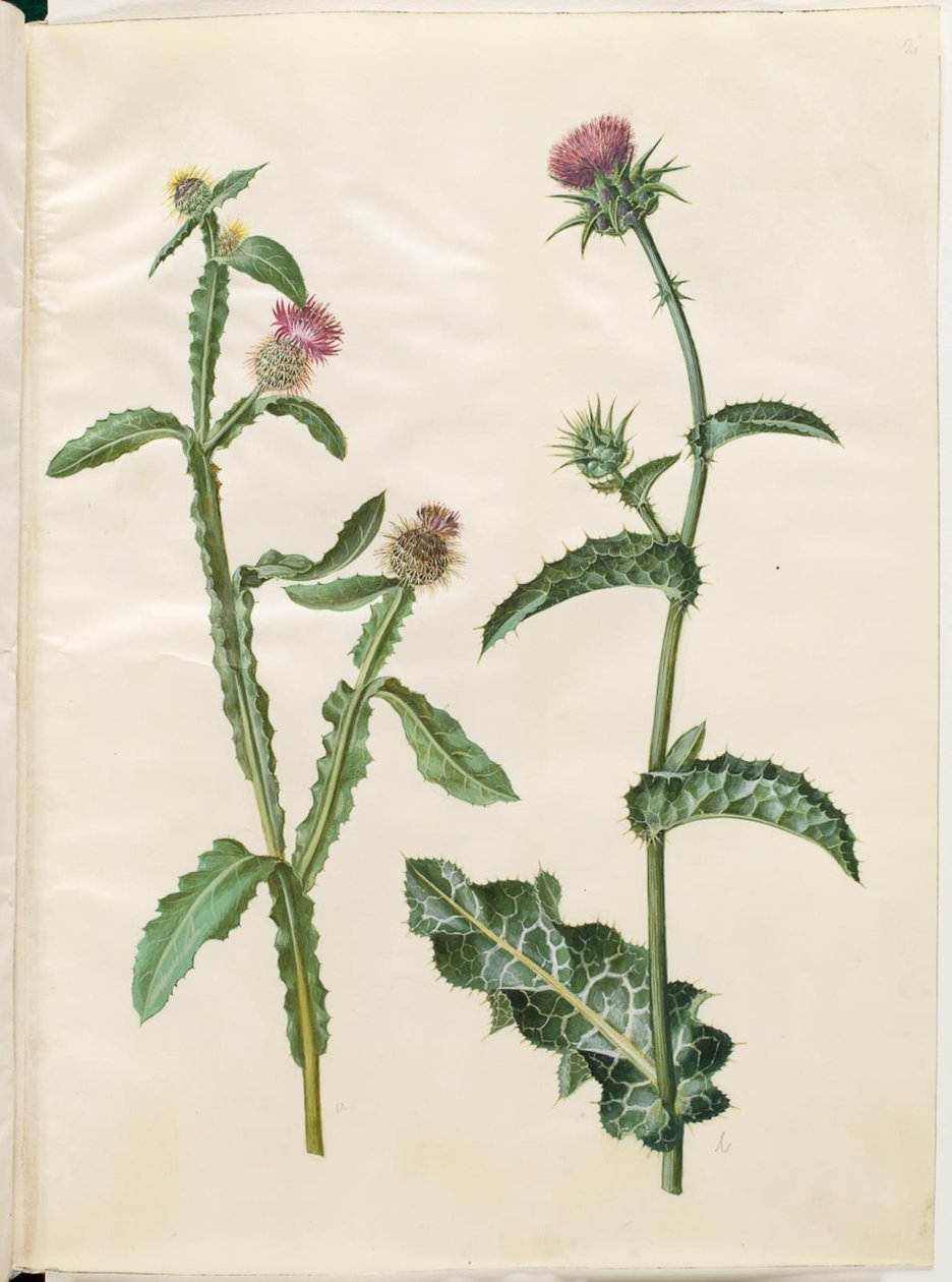 Centaurea seridis; Silybum marianum (ortak süt devedikeni) by Hans Simon Holtzbecker