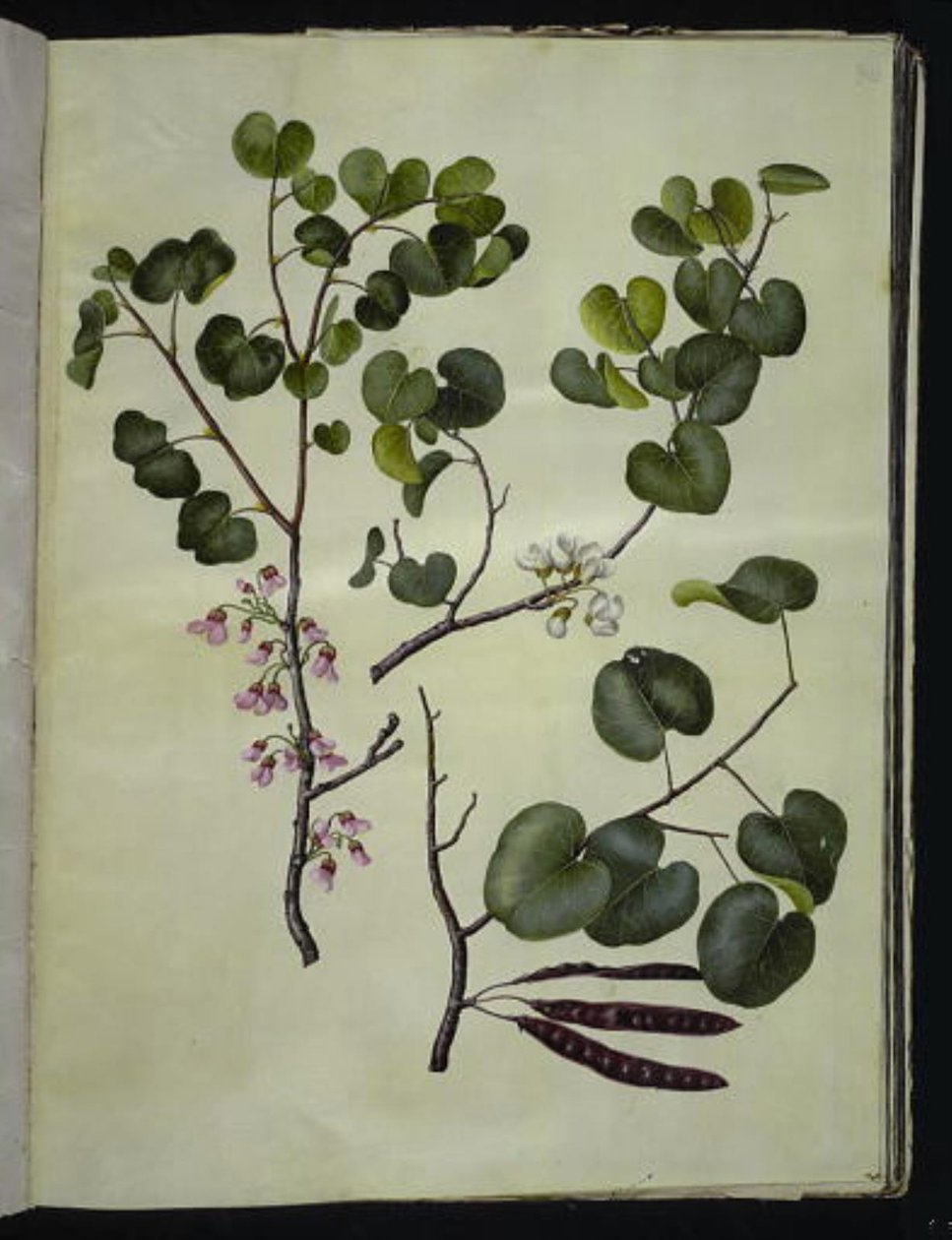 Cercis siliquastrum (almindelig judastra) by Hans Simon Holtzbecker