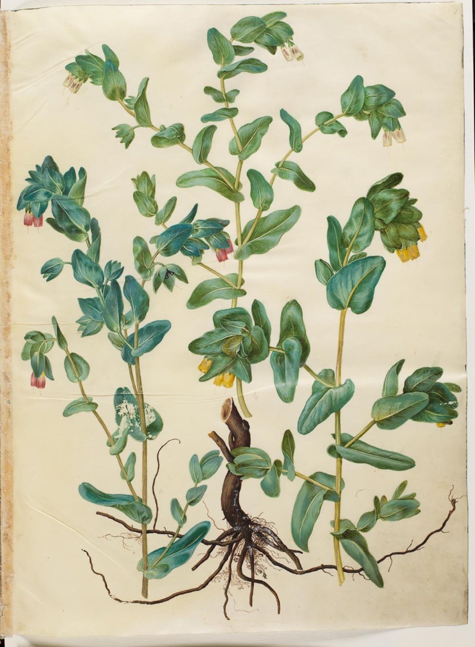 Cerinthe majör (stor voksurt) by Hans Simon Holtzbecker
