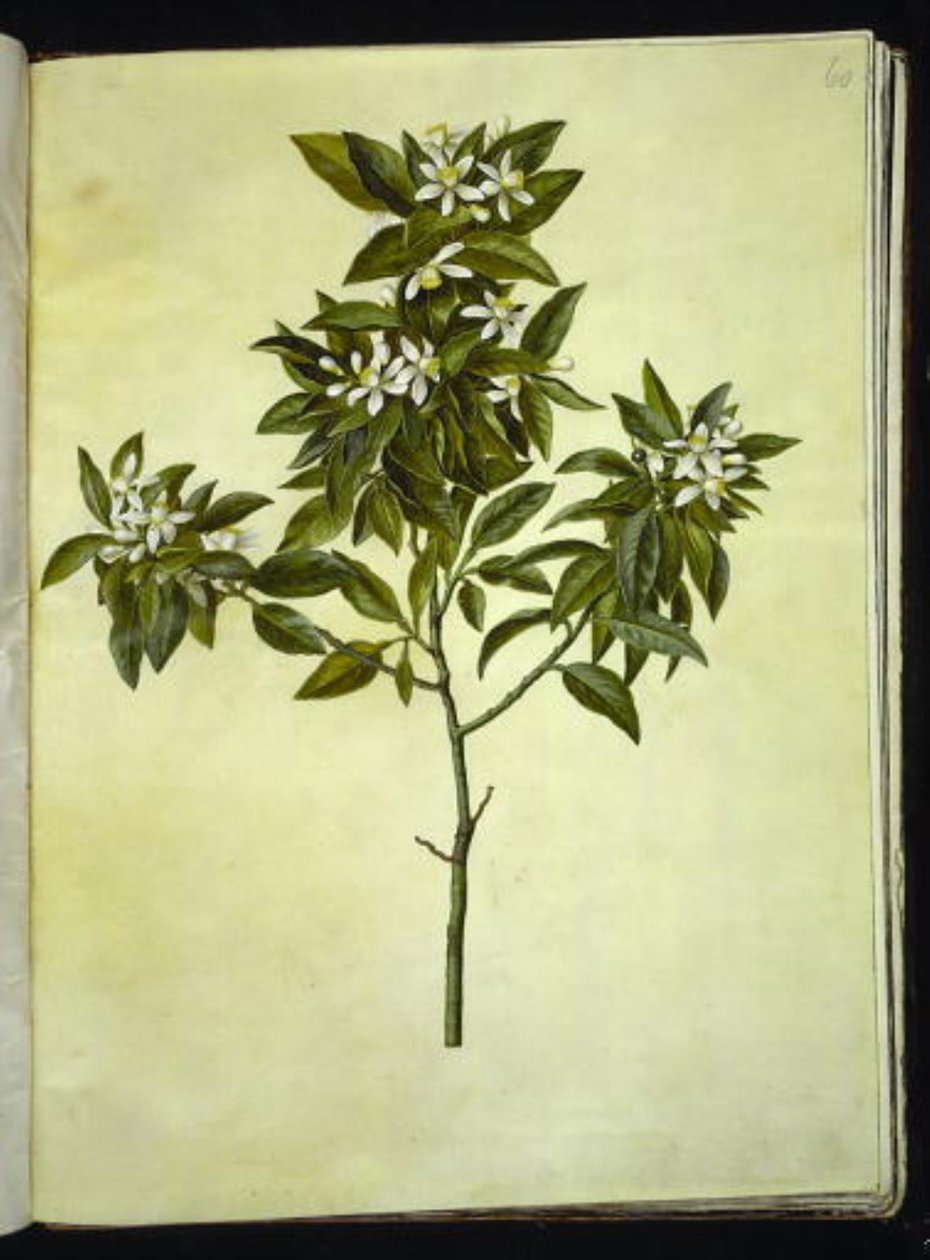 Narenciye (pomeranlar) by Hans Simon Holtzbecker