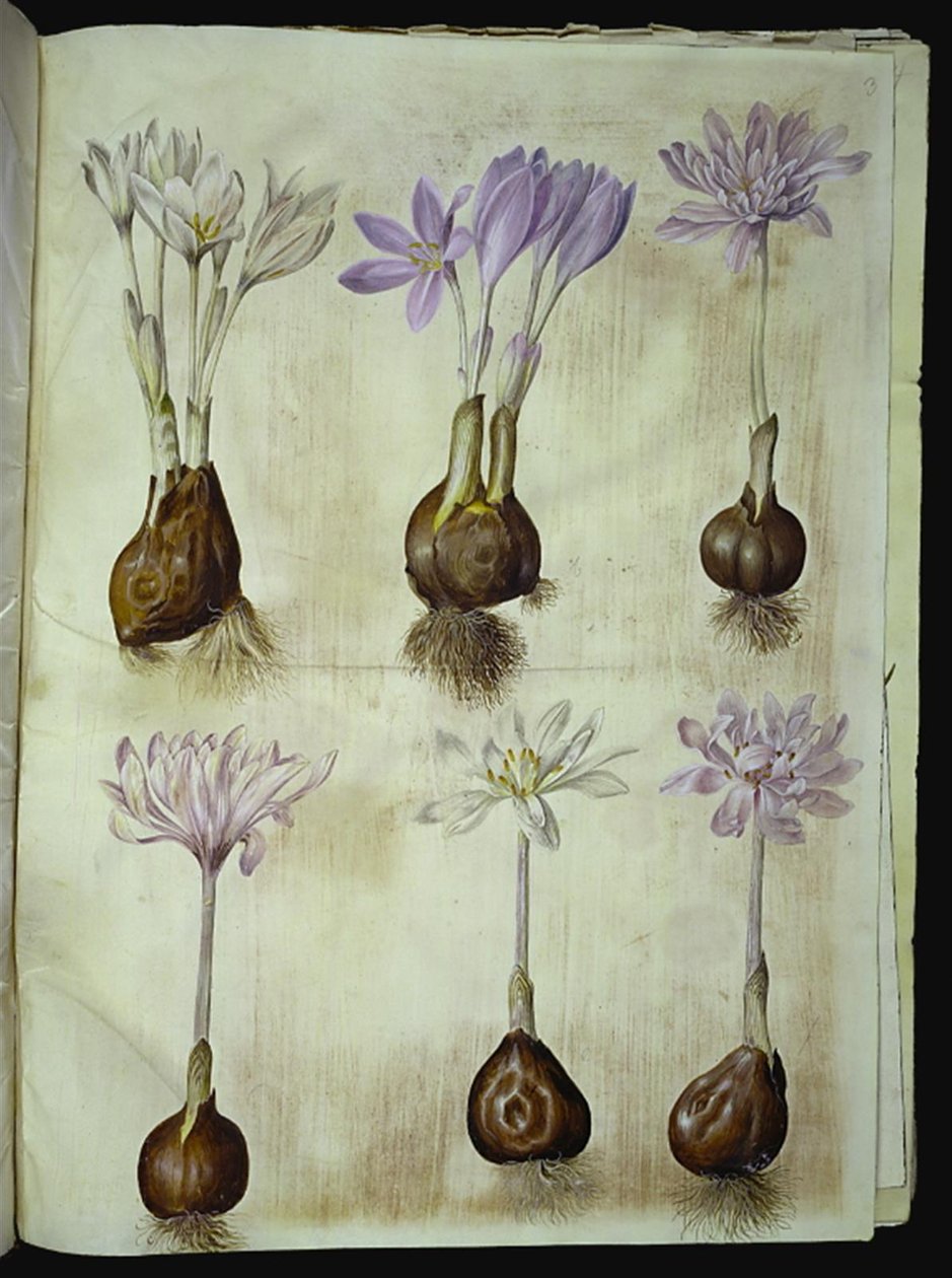 Colchicum Autumnale (sonbahar-zamansız) by Hans Simon Holtzbecker