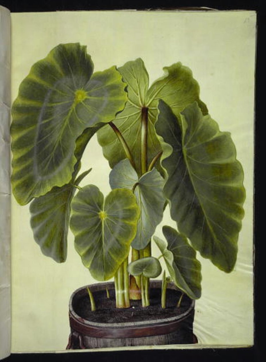 Colocasia esculenta (taro) by Hans Simon Holtzbecker