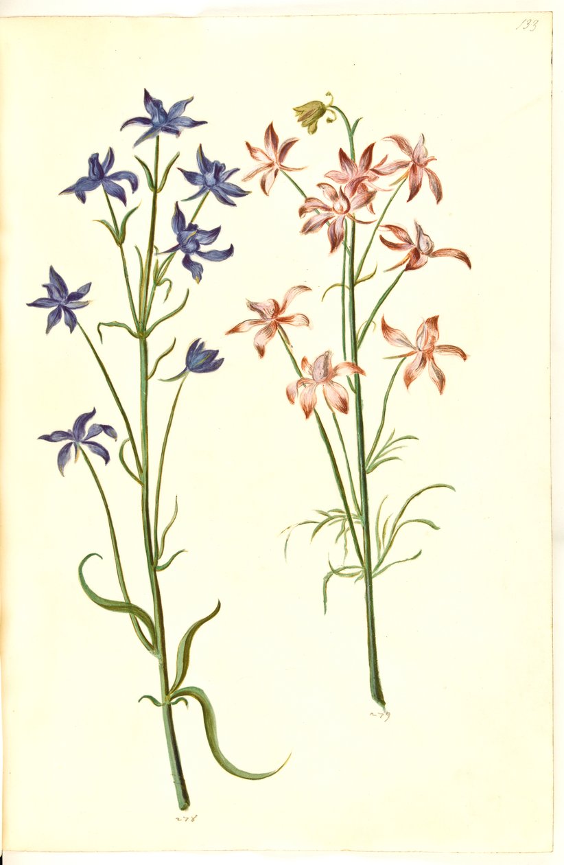 Consolida regalis (korn-ridderspore) by Hans Simon Holtzbecker