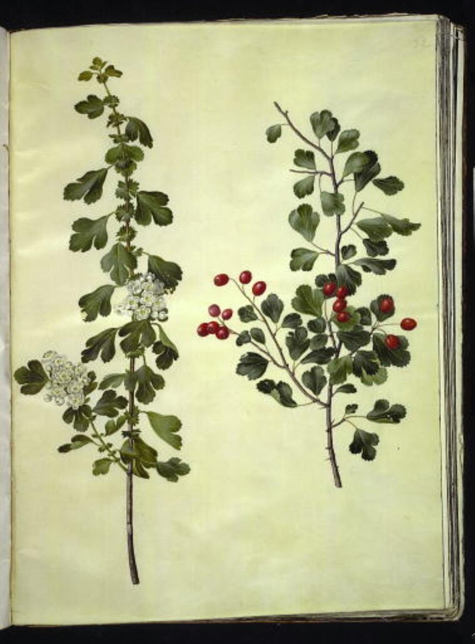 Crataegus laevigata (ortak alıç) by Hans Simon Holtzbecker