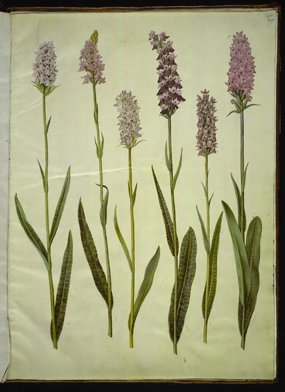 Dactylorhiza maculata (benekli guguk otu) by Hans Simon Holtzbecker