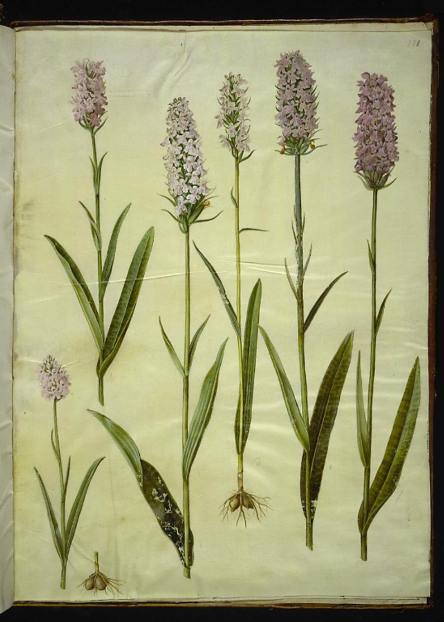 Dactylorhiza maculata (benekli guguk otu) by Hans Simon Holtzbecker