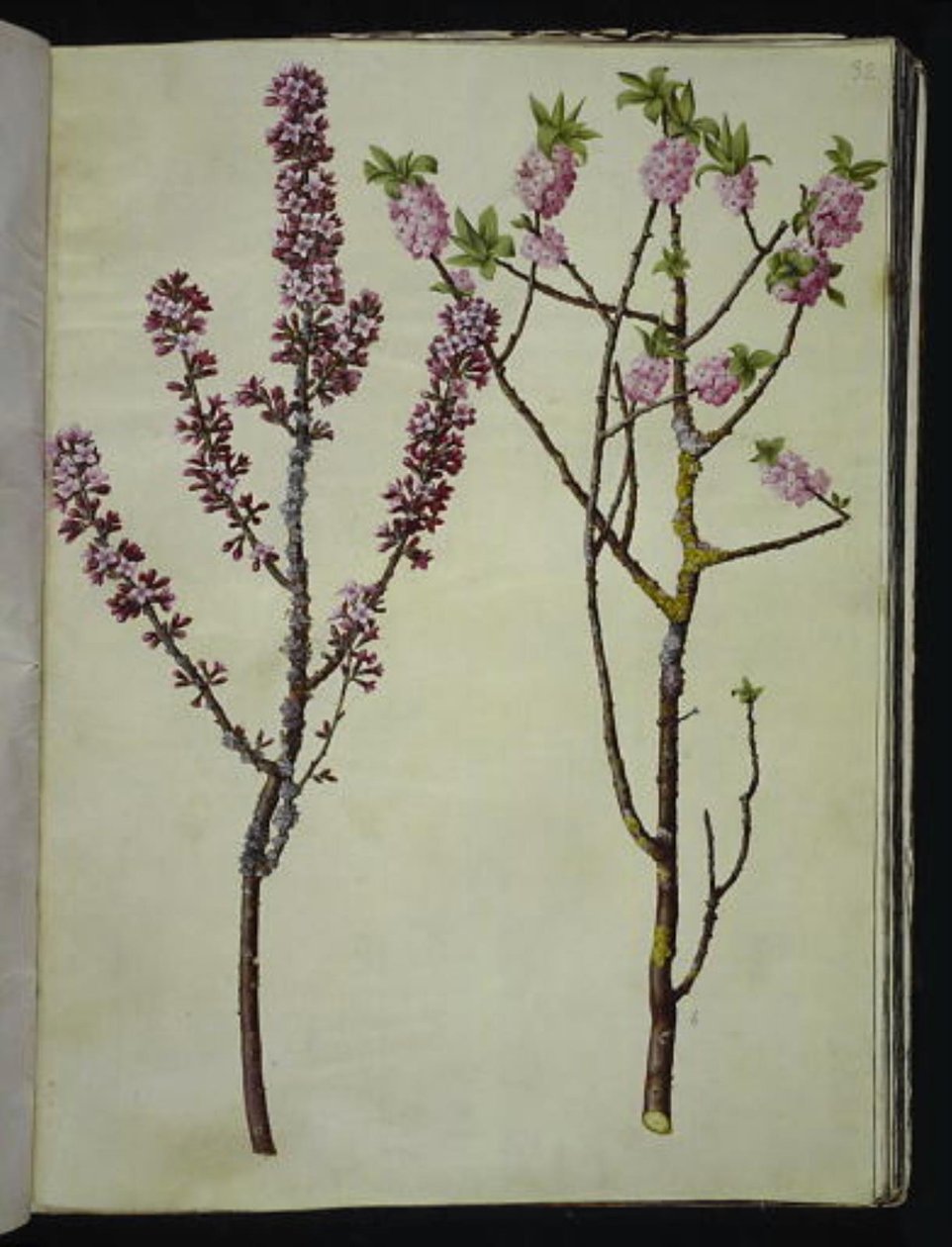 Daphne mezereum (peberbusk) by Hans Simon Holtzbecker