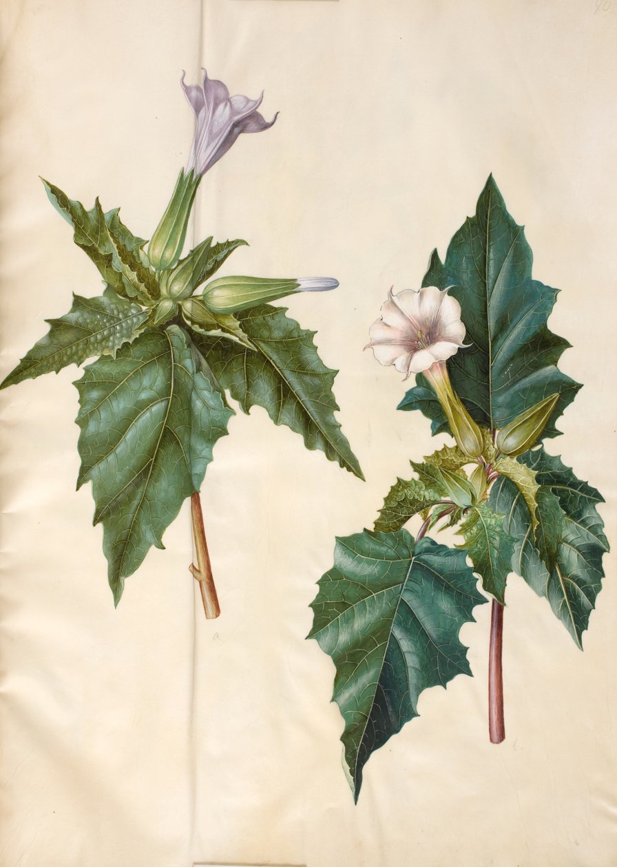 Datura stramonium (ortak kız elma) by Hans Simon Holtzbecker