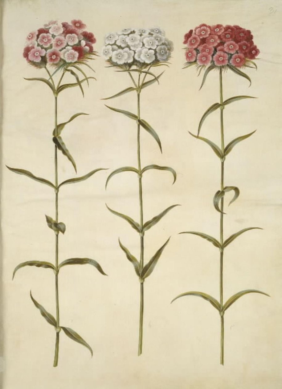 Dianthus barbatus (öğrenci-karanfil) by Hans Simon Holtzbecker