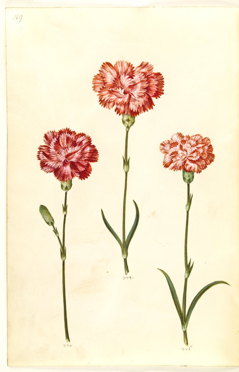 Dianthus caryophyllus (bahçe karanfil) by Hans Simon Holtzbecker