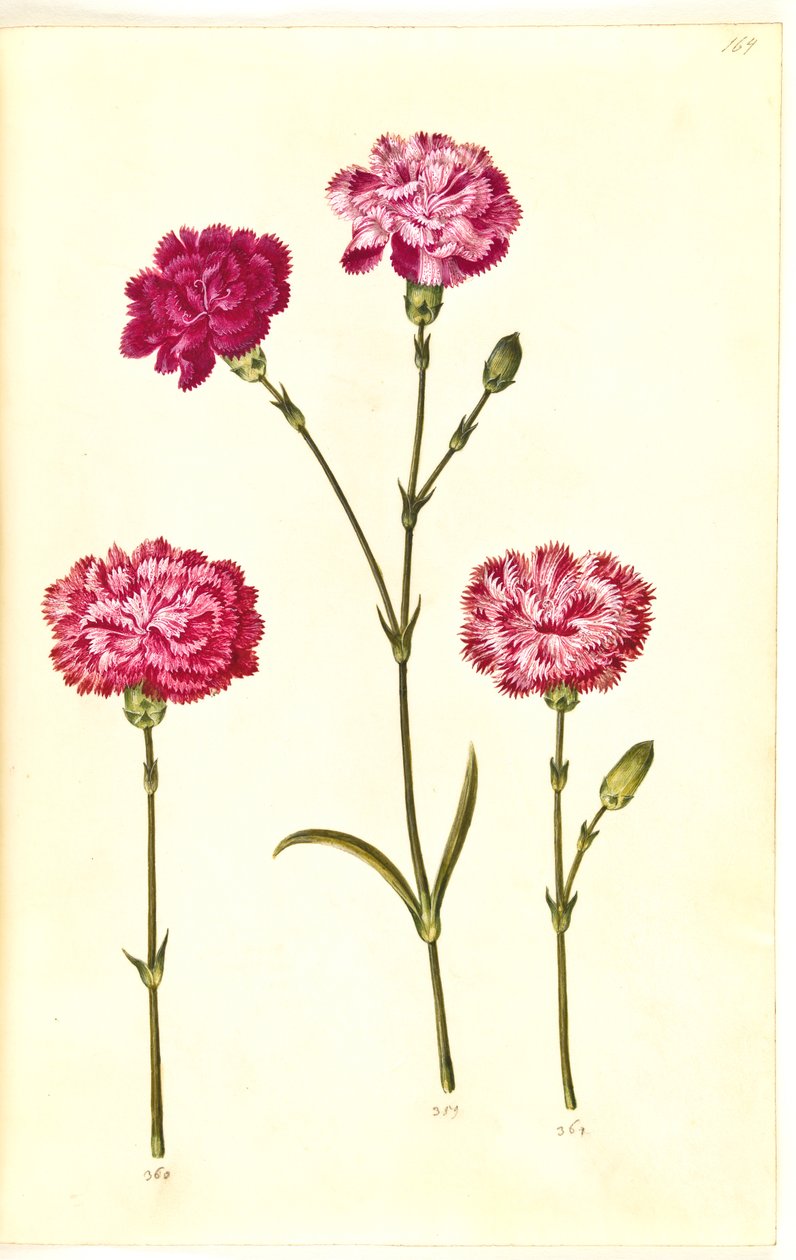 Dianthus caryophyllus (bahçe karanfil) by Hans Simon Holtzbecker