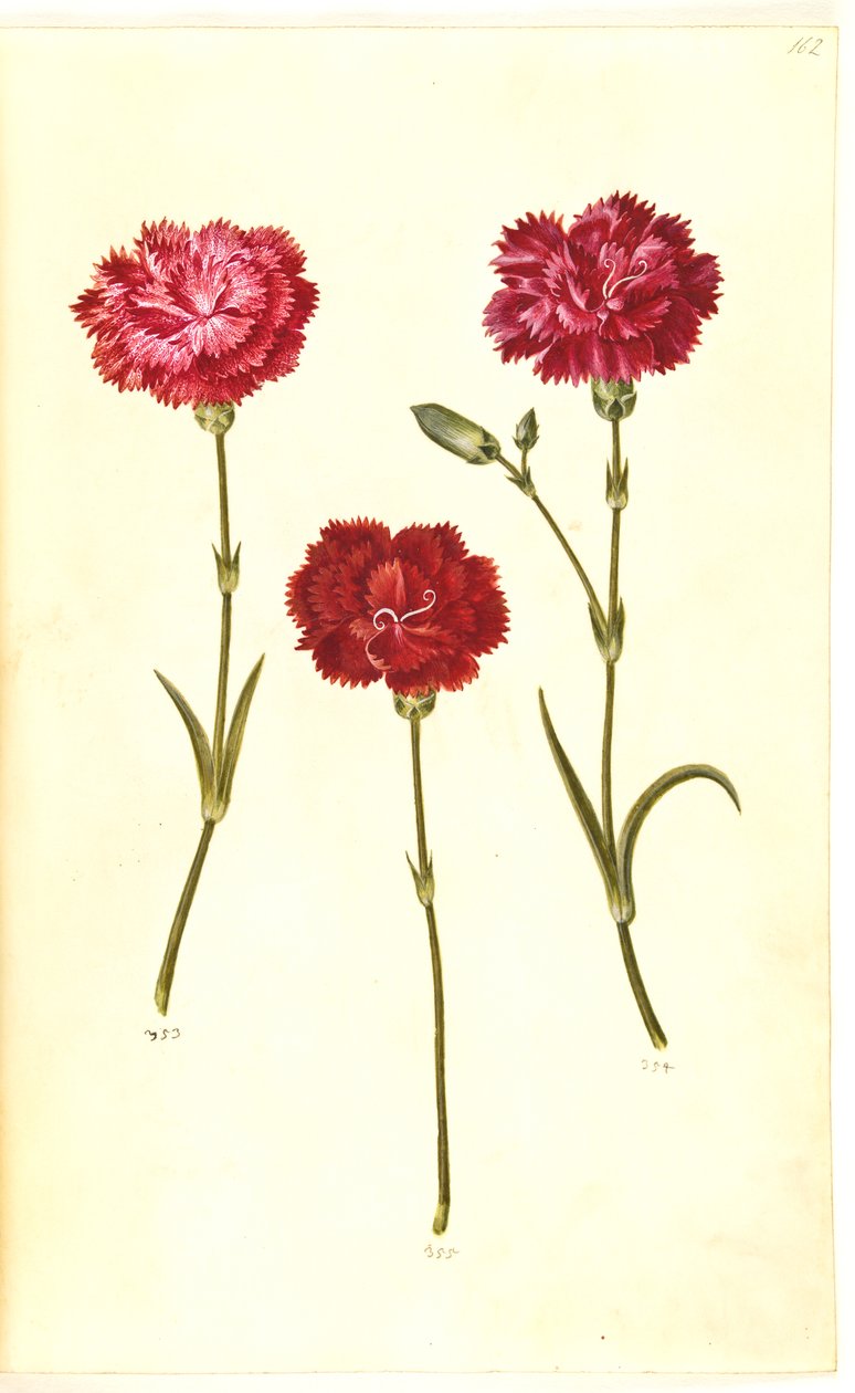 Dianthus caryophyllus (bahçe karanfil) by Hans Simon Holtzbecker