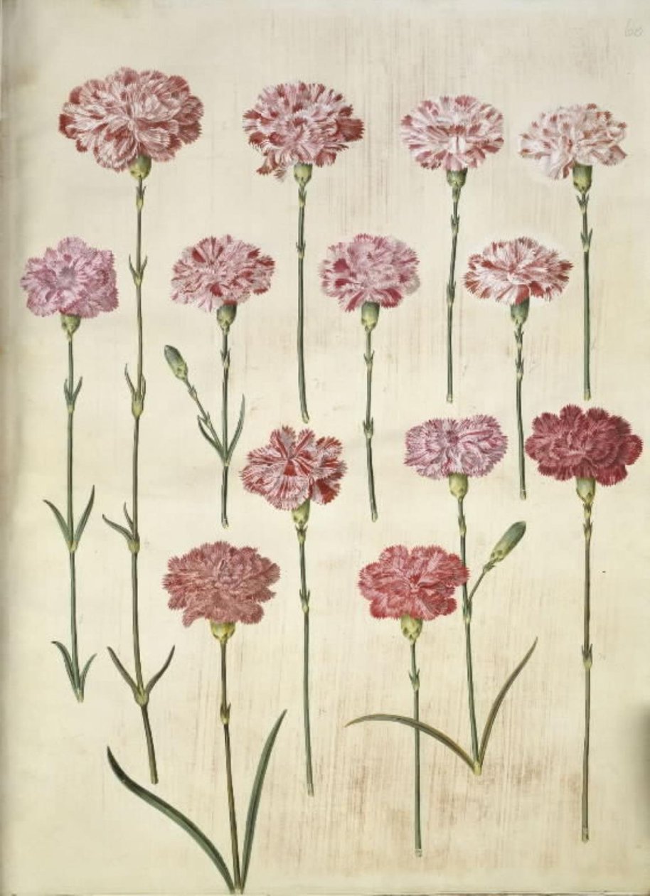 Dianthus caryophyllus (bahçe karanfil) by Hans Simon Holtzbecker