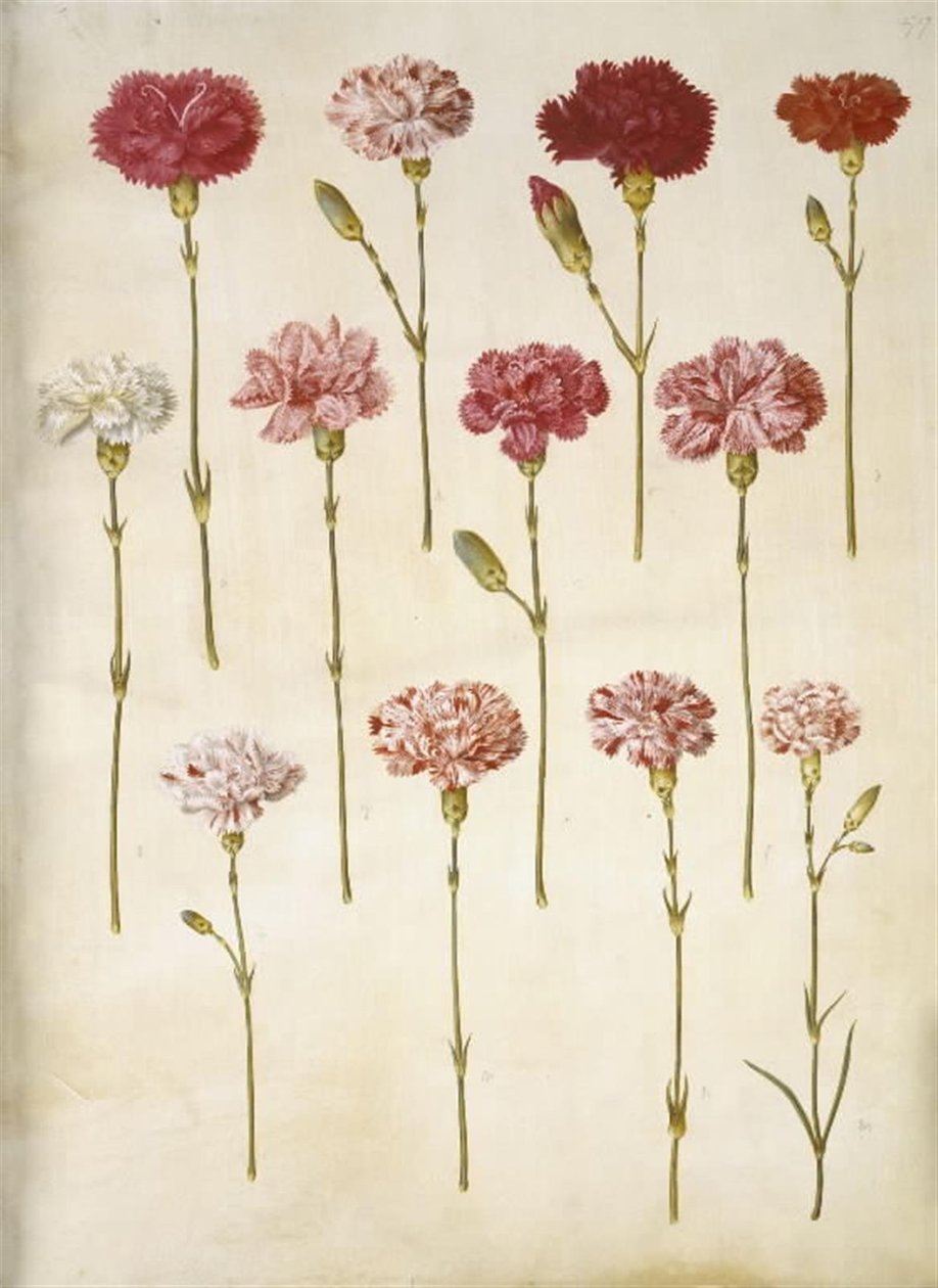 Dianthus caryophyllus (bahçe karanfil) by Hans Simon Holtzbecker