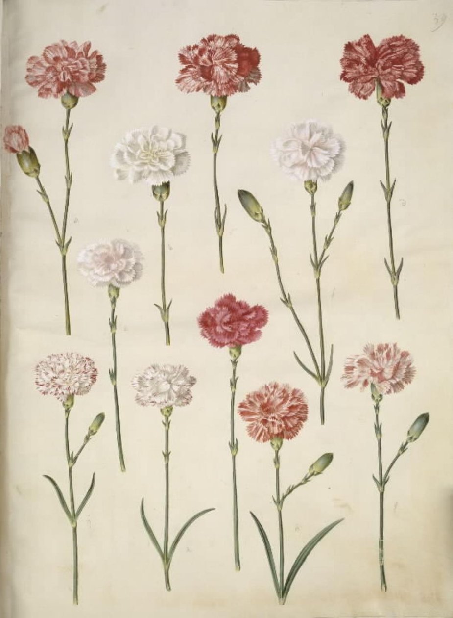 Dianthus caryophyllus (bahçe karanfil) by Hans Simon Holtzbecker