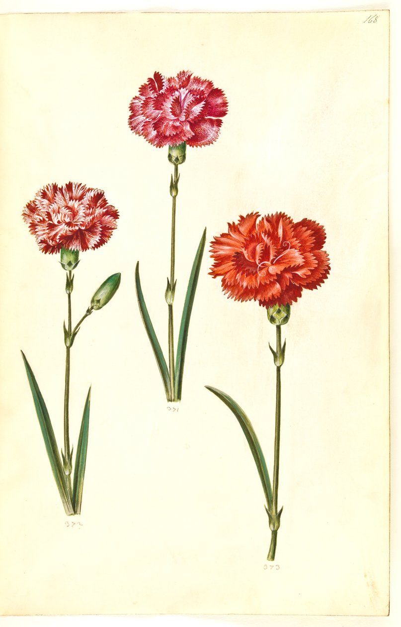 Dianthus caryophyllus (bahçe karanfil) by Hans Simon Holtzbecker