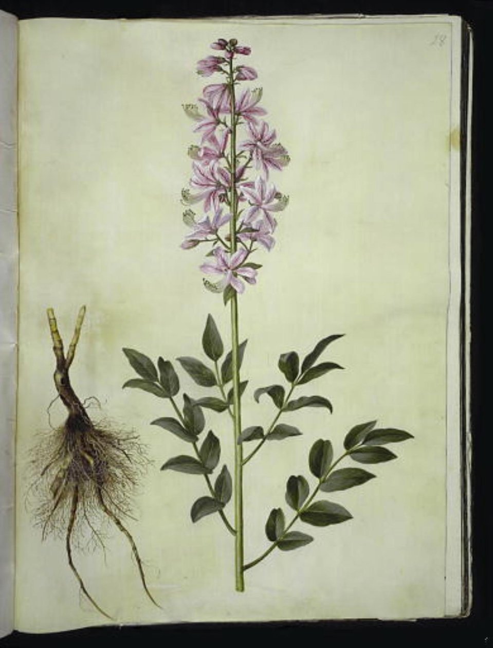 Diktamnus beyaz (hvid diktam) by Hans Simon Holtzbecker
