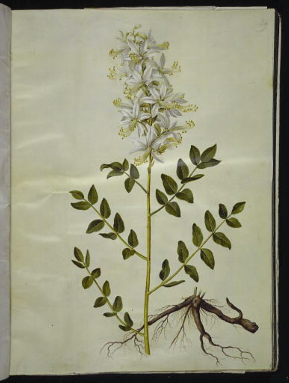 Diktamnus beyaz (hvid diktam) by Hans Simon Holtzbecker