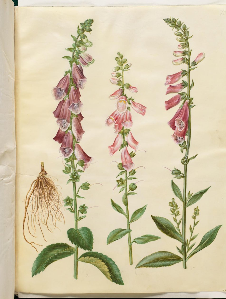 Digitalis purpurea (ortak yüksük) by Hans Simon Holtzbecker