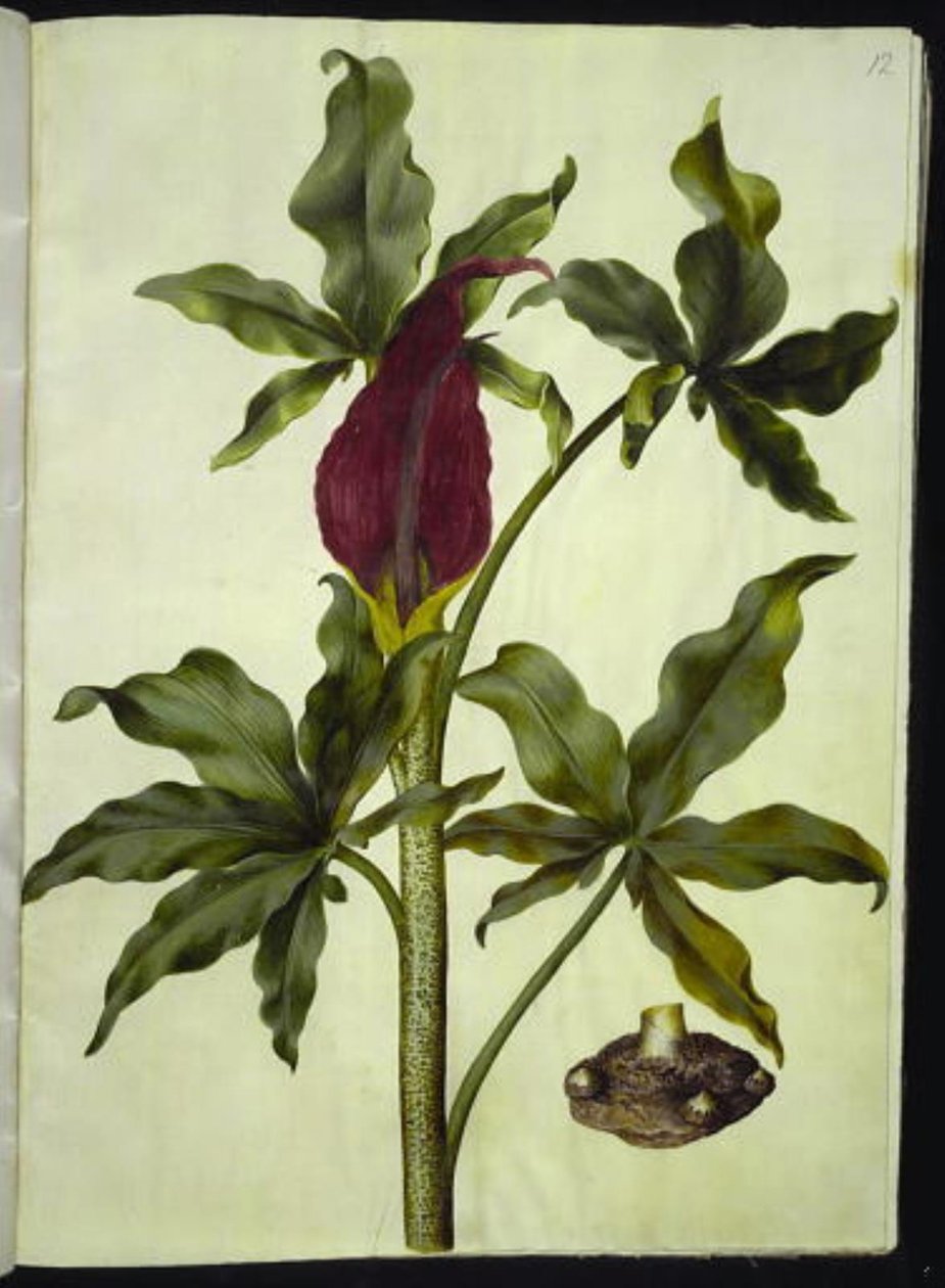Dracunculus vulgaris (almindelig dragerod) by Hans Simon Holtzbecker