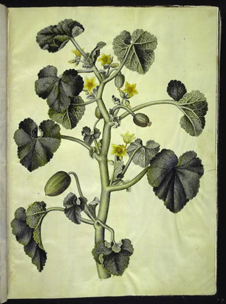Ecballium elaterium (æselagurk) by Hans Simon Holtzbecker