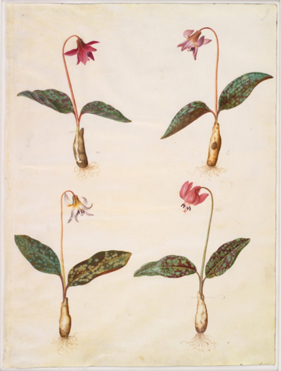 Erythronium dens-canis (gerçek köpek dişi) by Hans Simon Holtzbecker