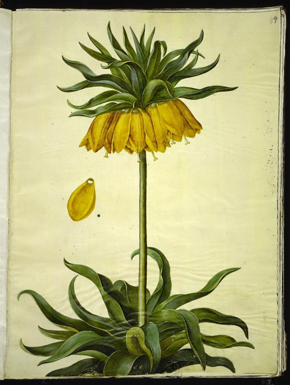 Fritillaria Imperialis (imparatorluk tacı) by Hans Simon Holtzbecker