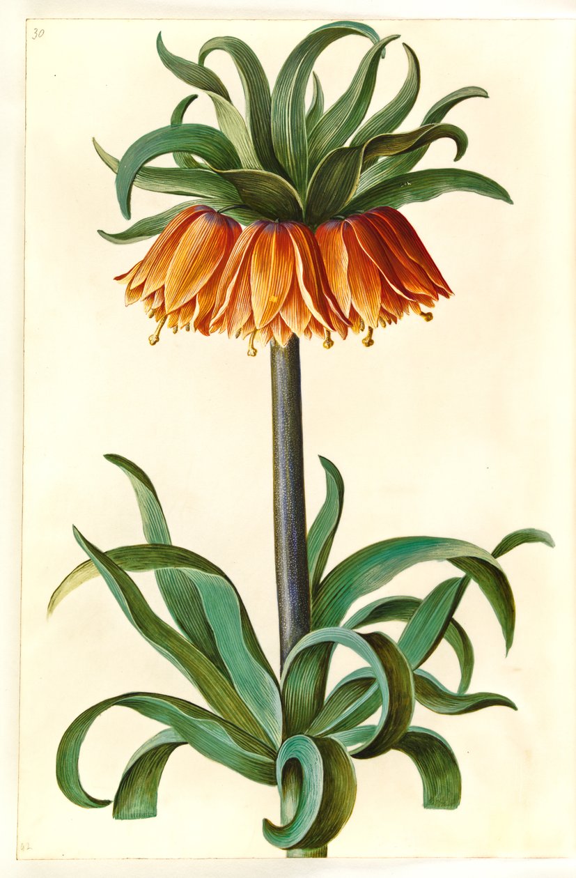 Fritillaria Imperialis (imparatorluk tacı) by Hans Simon Holtzbecker