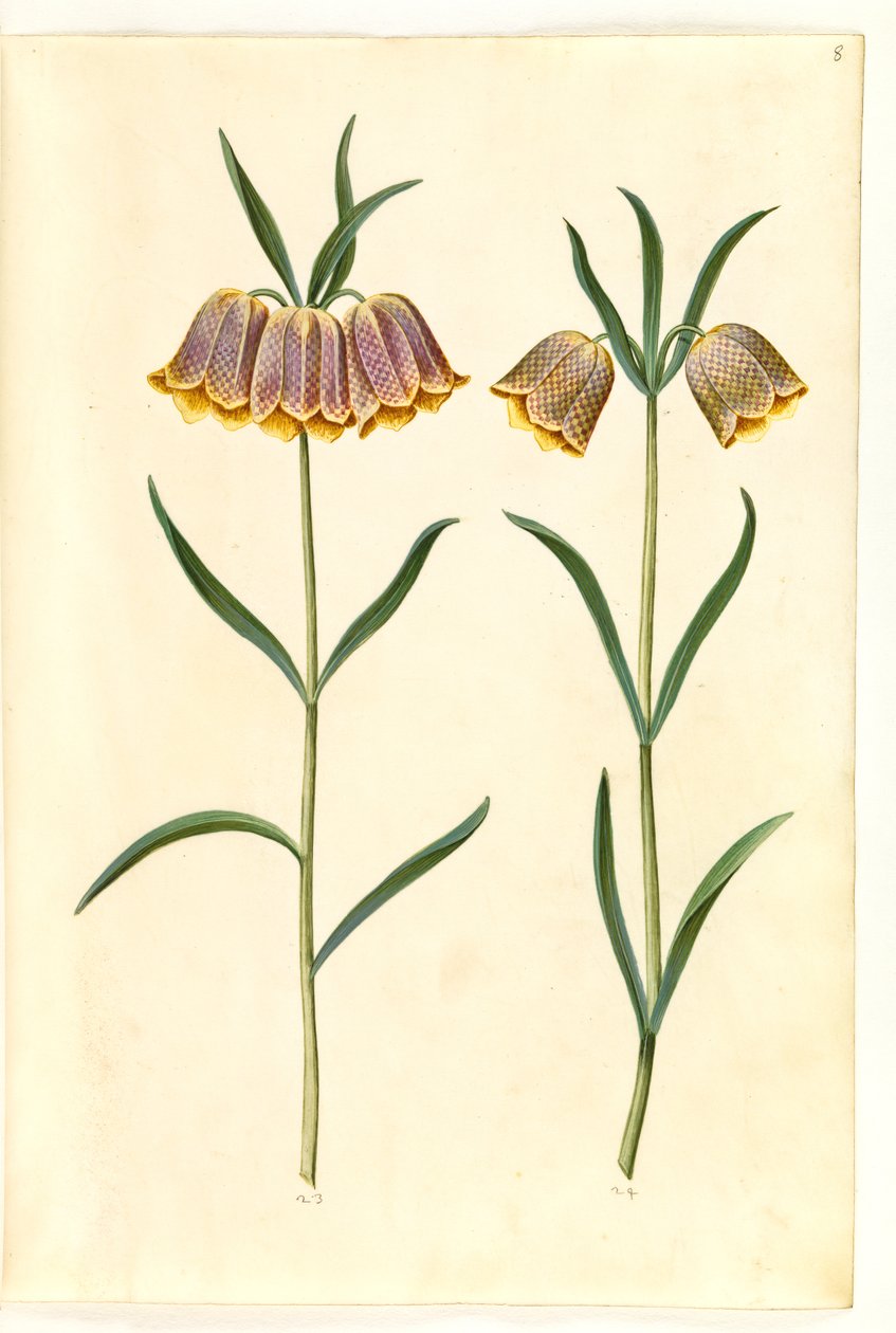 Fritillaria meleagris (ortak vibe yumurtası) by Hans Simon Holtzbecker