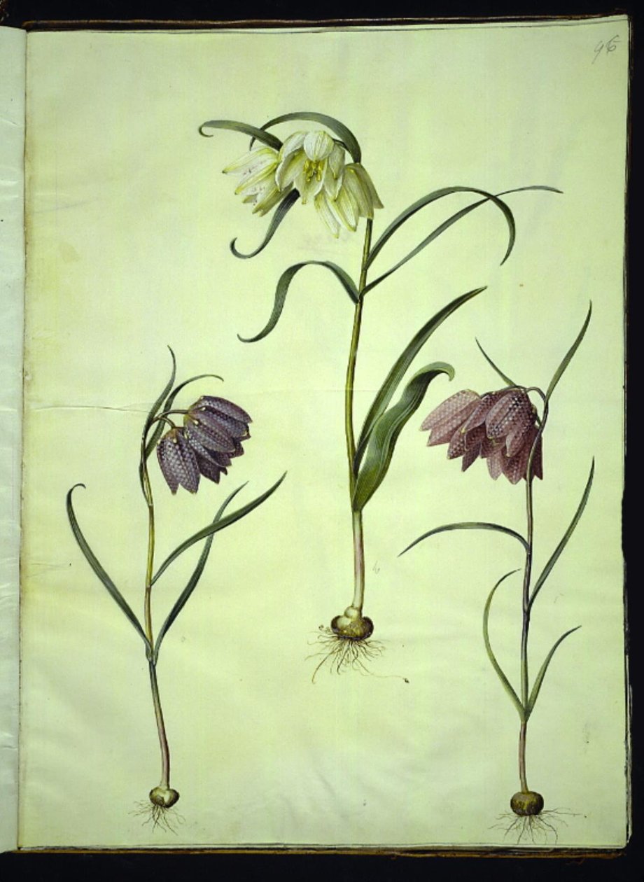 Fritillaria meleagris (ortak vibe yumurtası) by Hans Simon Holtzbecker