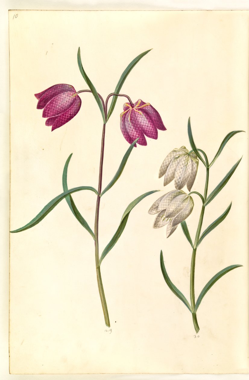 Fritillaria meleagris (ortak vibe yumurtası) by Hans Simon Holtzbecker