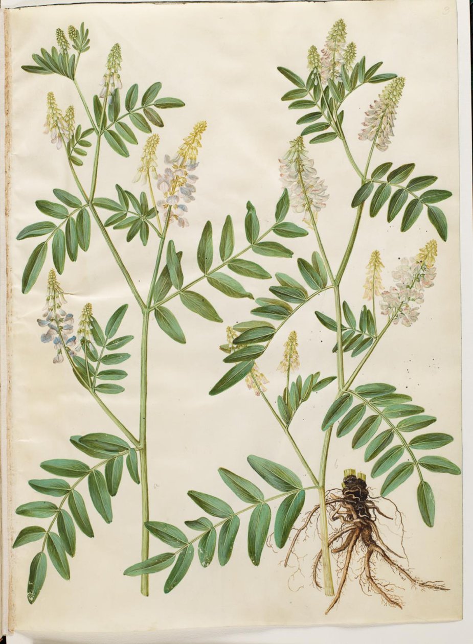 Galega officinalis (doktor kapsülü) by Hans Simon Holtzbecker