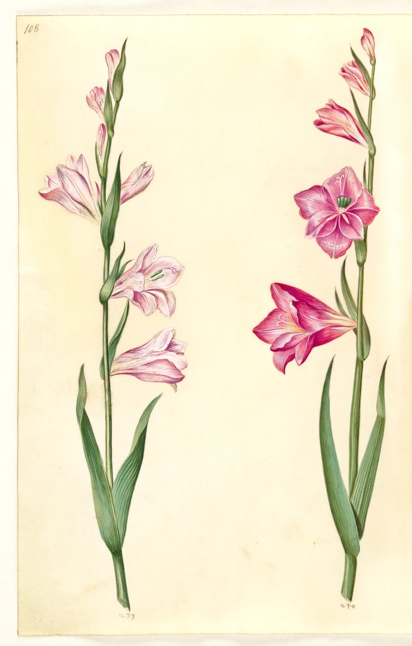 Gladiolus communis (ortak Glayöl) by Hans Simon Holtzbecker