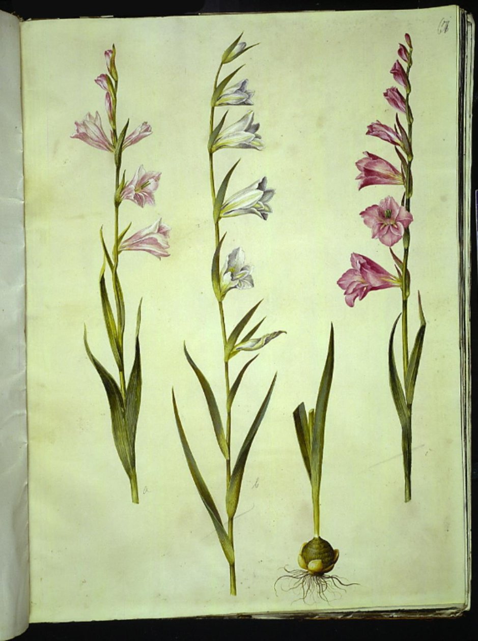 Gladiolus communis (ortak Glayöl) by Hans Simon Holtzbecker