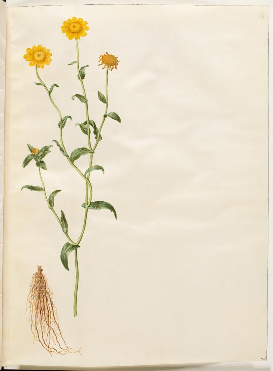 Glebionis segetum (gül okseøje) by Hans Simon Holtzbecker