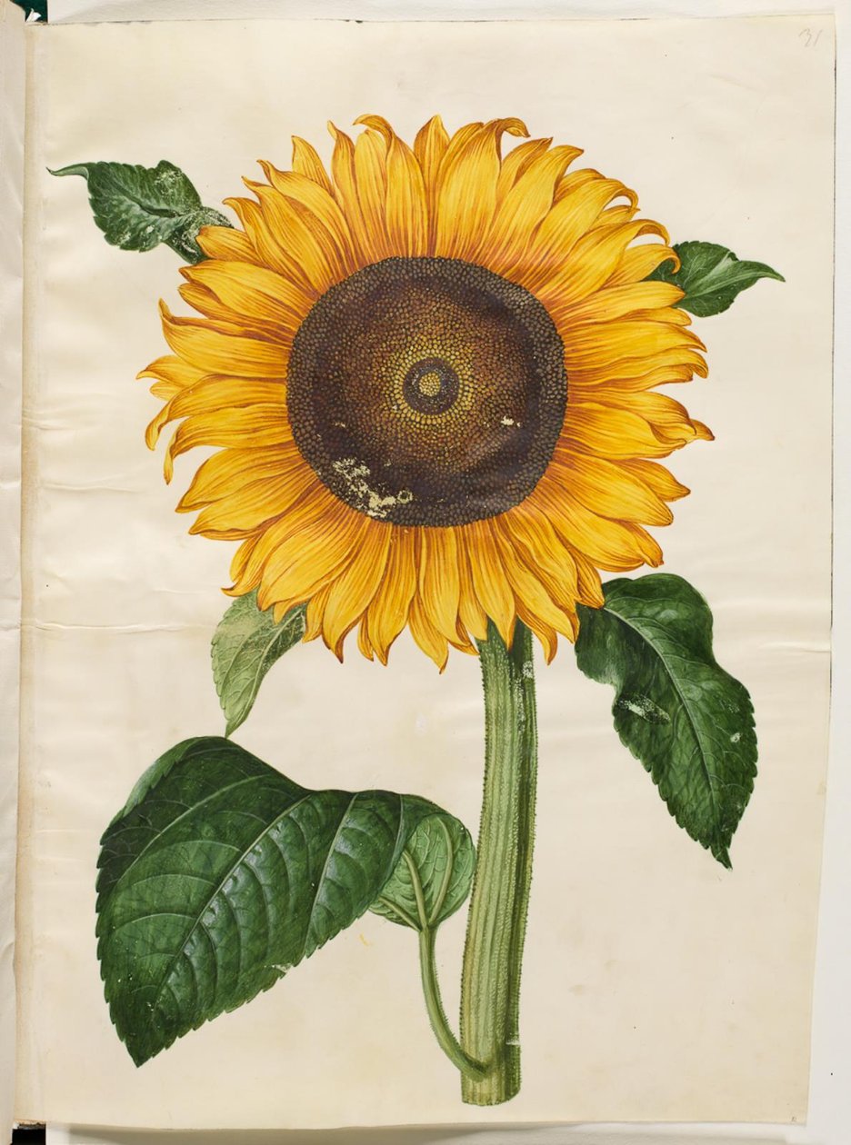 Helianthus annuus (ortak ayçiçeği) by Hans Simon Holtzbecker