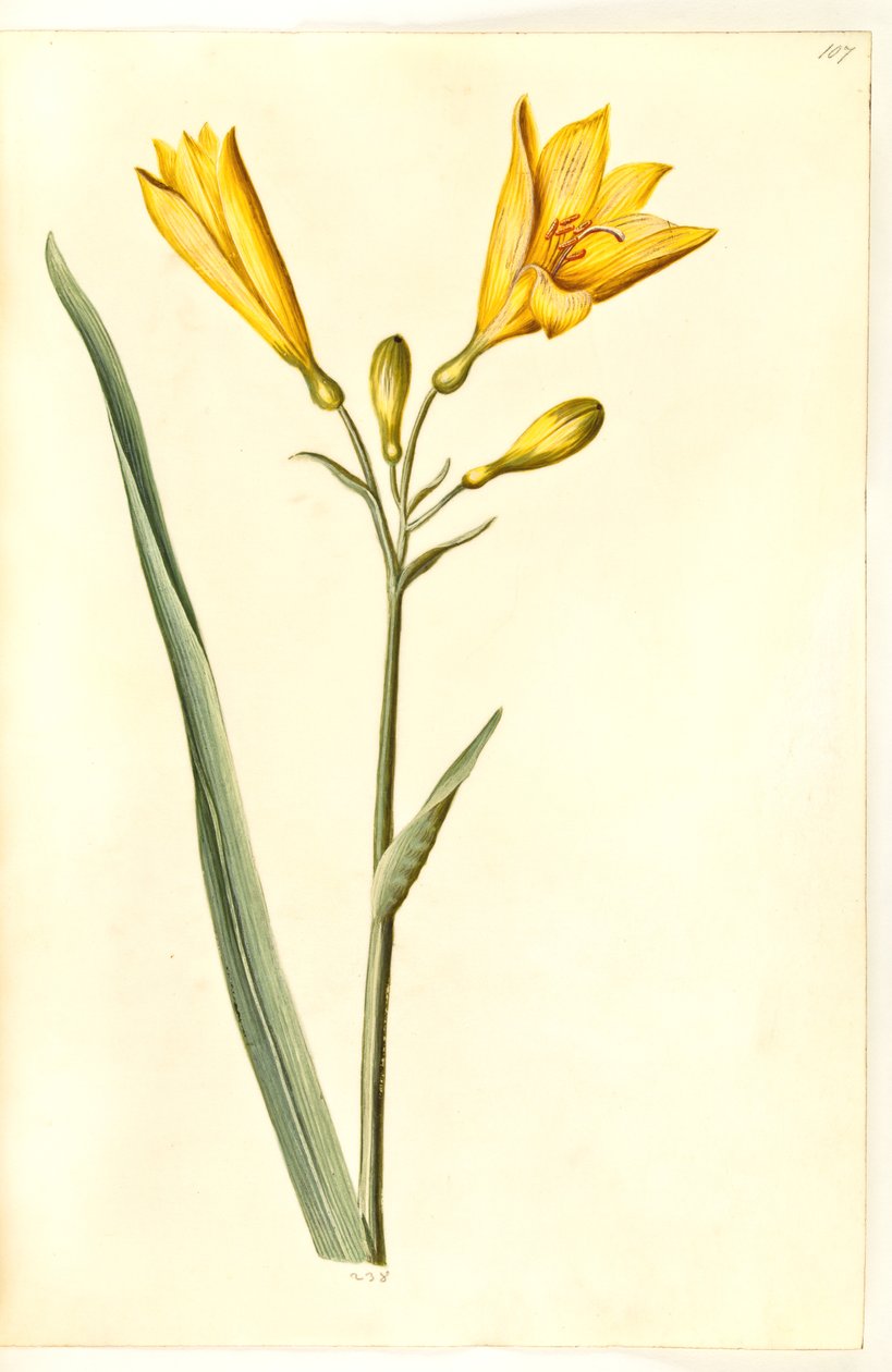 Hemerocallis lilioasphodelus (gül daglilje) by Hans Simon Holtzbecker