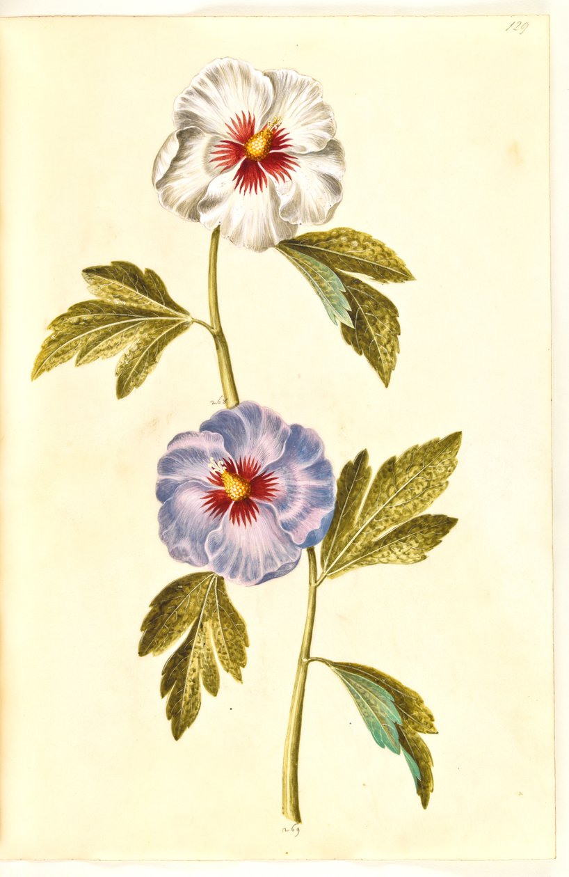 Hibiscus syriacus (sirisk gülü) by Hans Simon Holtzbecker