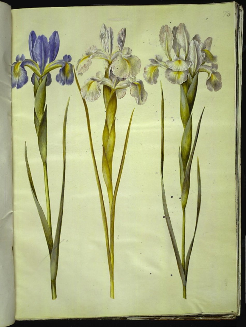 İris latifolia (İngilizce iris) by Hans Simon Holtzbecker