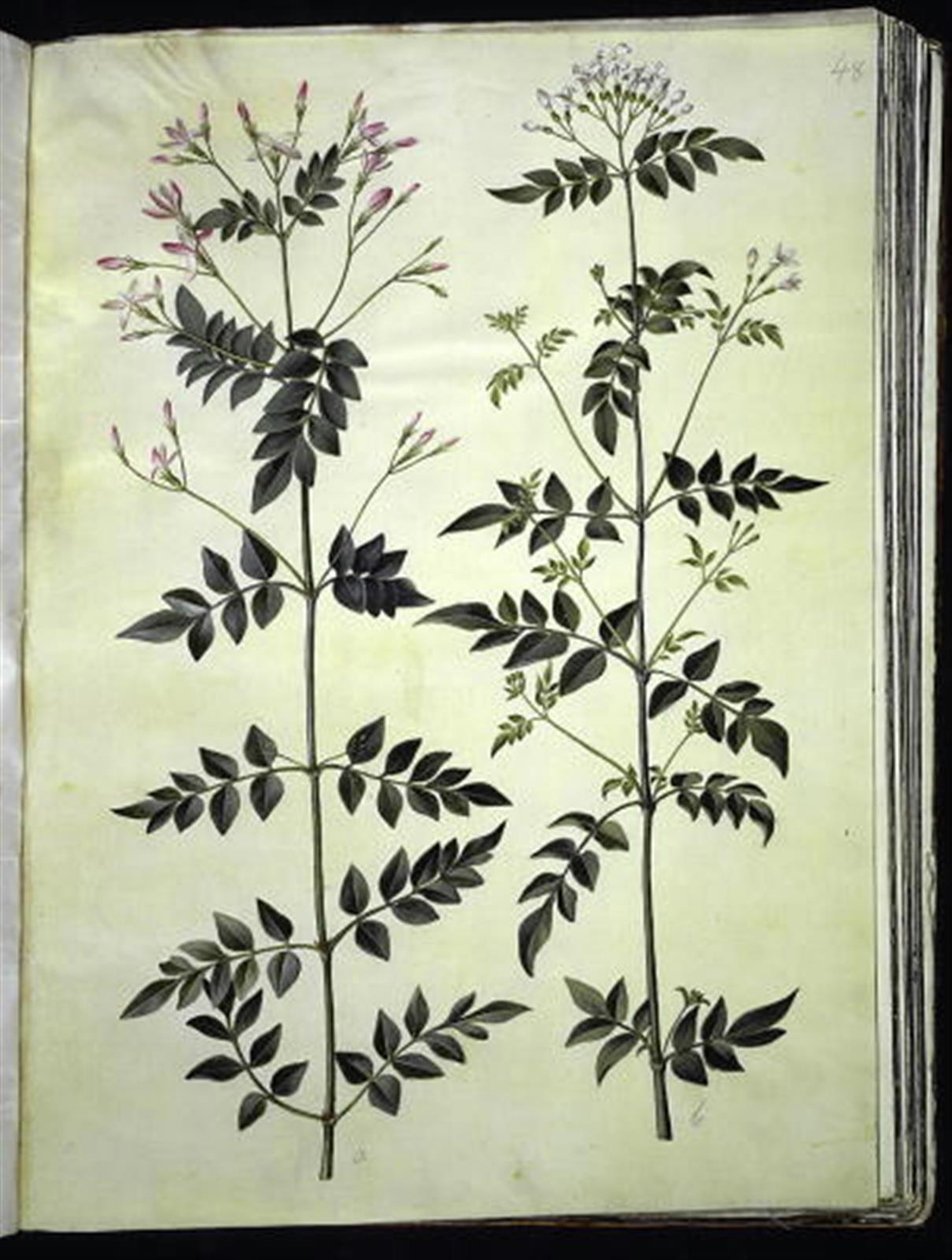 Jasminum officinale (doktor-yasemin) by Hans Simon Holtzbecker