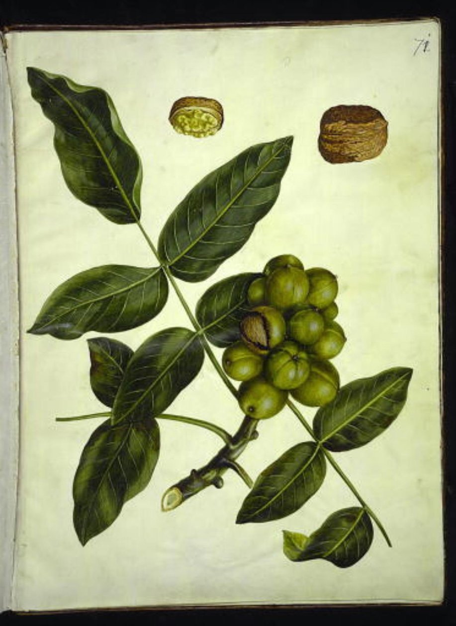 Juglans regia (adi ceviz) by Hans Simon Holtzbecker