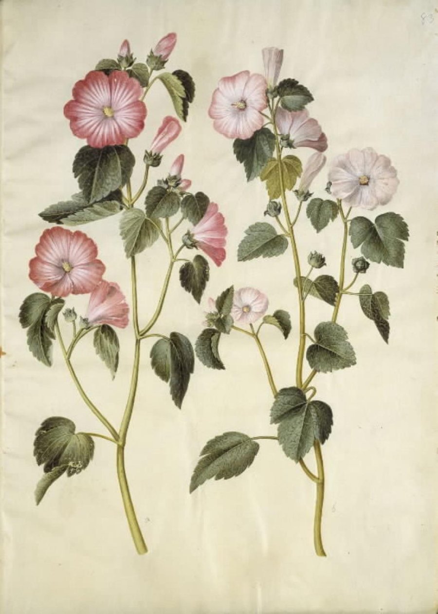 Lavatera üç aylık dönem (mamelukærme) by Hans Simon Holtzbecker